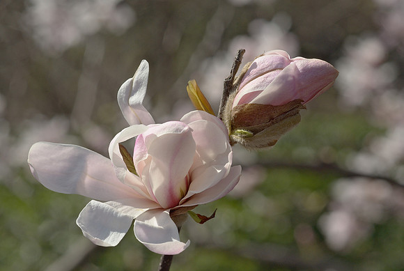 Chinese Magnolia