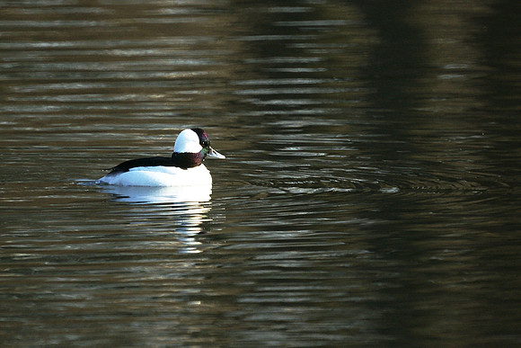 Bufflehead duck, Turtle Pond
