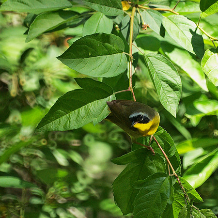 Common Yellowthroat