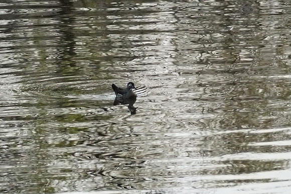 Wood duck, Central Park Lake