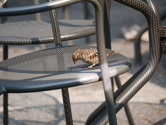 Sparrow, Brooklyn Botanic Garden cafe