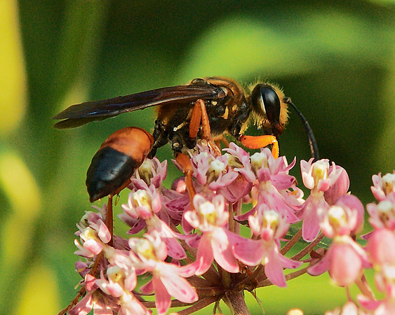 wasp majesty