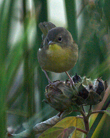 Common Yellowthroat, Central Park