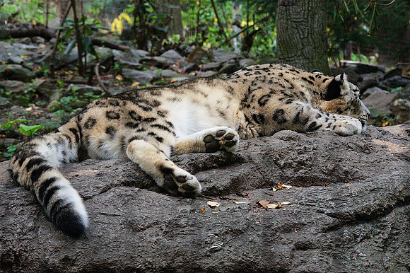 sleepy kitty