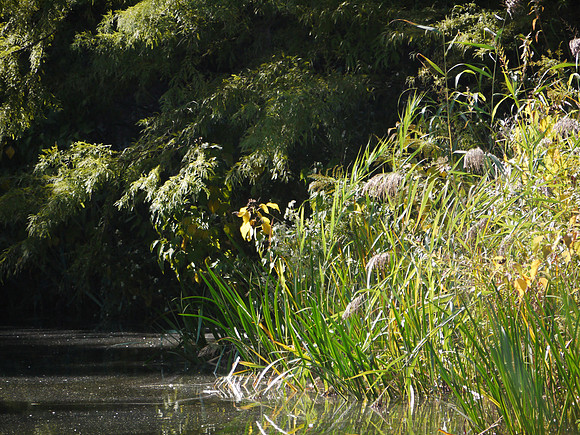 Turtle Pond