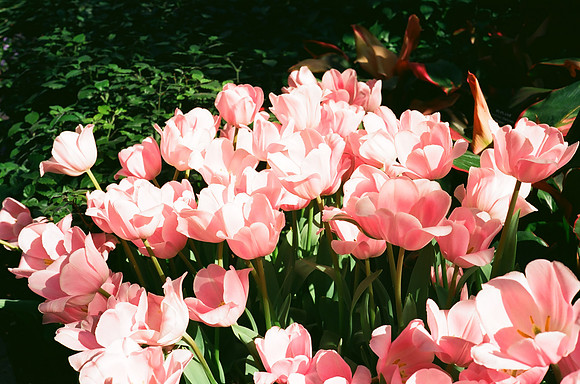 Tulips, Longwood Gardens, Ektar 100
