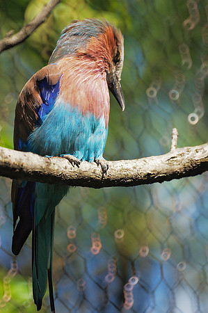 Bee-Eater