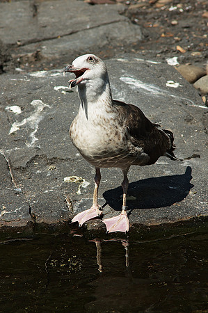 Goofy Gull