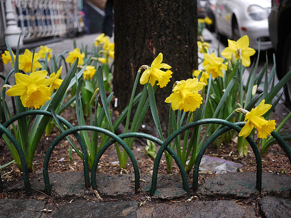 Street daffodils, Yorkville
