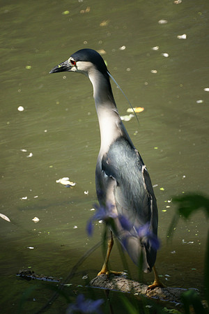 Black-Crowned Night Heron, Turtle Pond