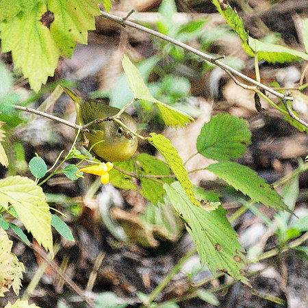 Nashville Warbler, Central Park
