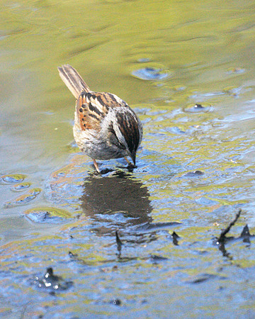 Swamp Sparrow, Central Park
