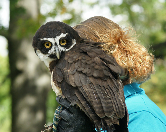 Spectacled Owl, Bronx Zoo