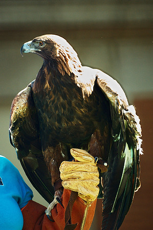 looking heraldic