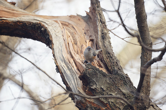 Tufted Titmouse, Central Park