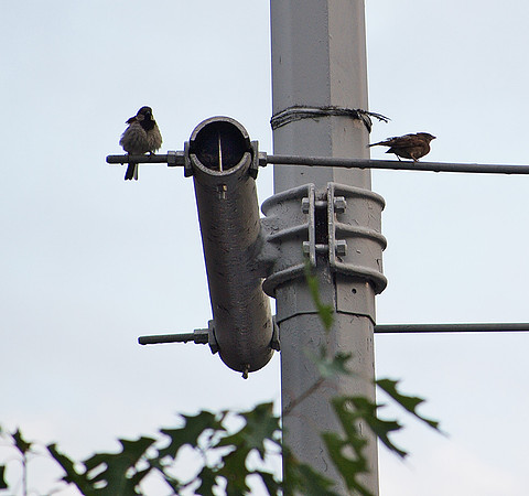 Courting sparrows