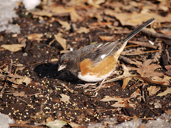 Towhee, continued