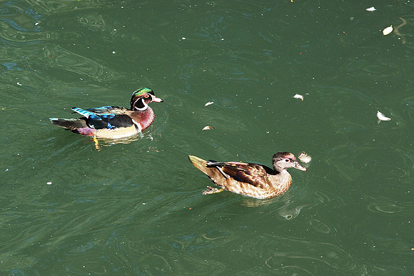 Wood Ducks, Bronx Zoo