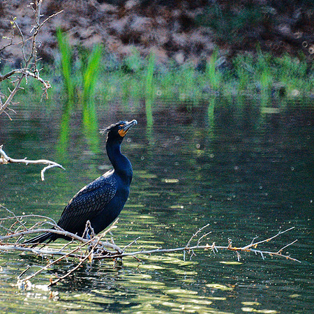 Double-Crested Cormorant
