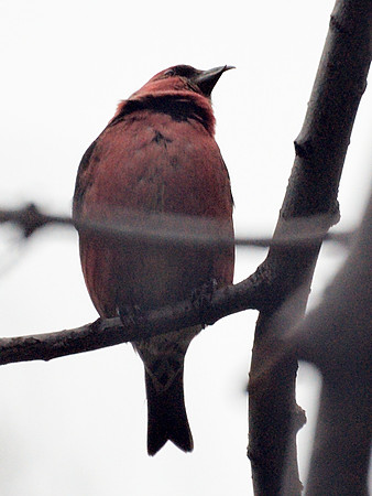 White-Winged Crossbill