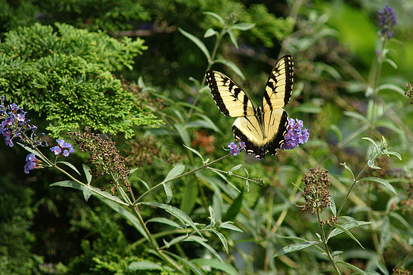 Tiger Swallowtail, Brooklyn Botanic Garden