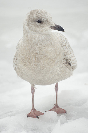 Iceland Gull, Central Park Lake