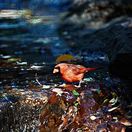St. Cardinal in a shaft of light