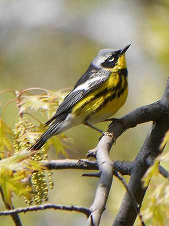 Magnolia Warbler, Central Park