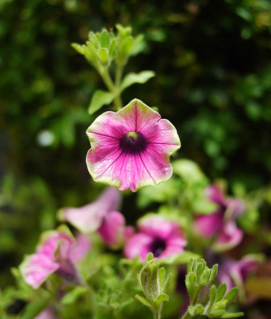 Morning Glory