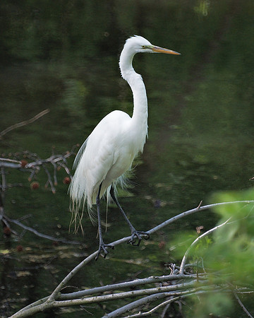 Great Egret, Central Park Lake