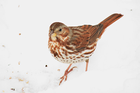 Fox Sparrow, Central Park, winter