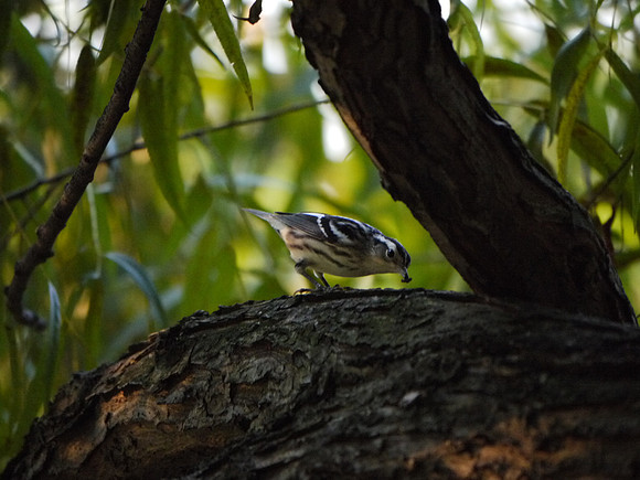 Black and White Warbler, Turtle Pond.