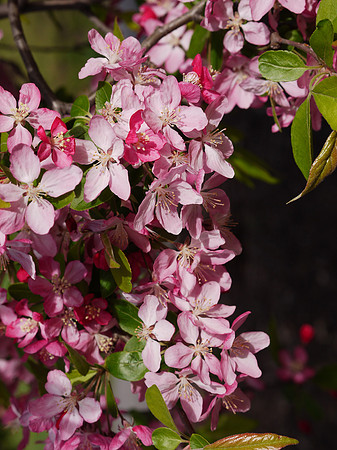 Rhododendrons