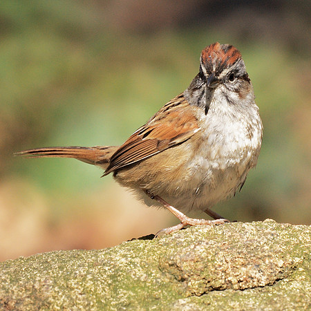 Chipping Sparrow, Central Park