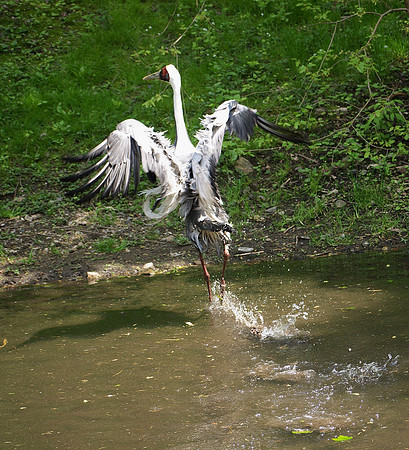 White-naped Crane, escaping