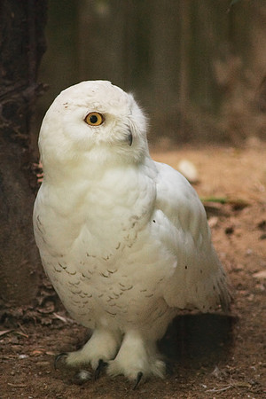 Yellow eye
