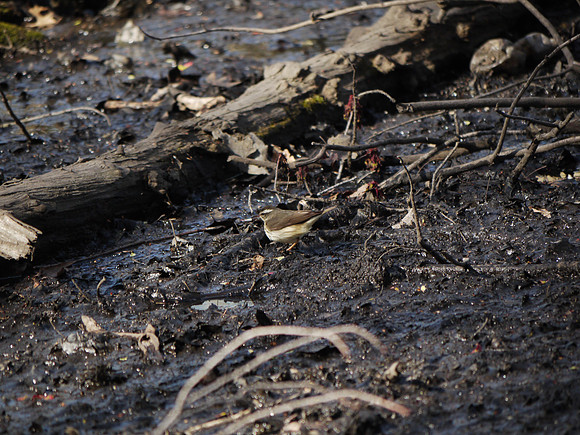 A walk in the morning / Louisiana Waterthrush