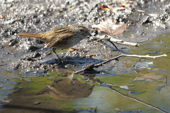 Swamp Sparrow, Central Park