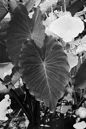 Leaves, Brooklyn Botanic Garden