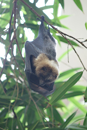 Fruit Bat, Central Park Zoo