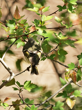 Ruby-Crowned Kinglet