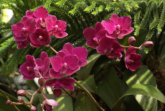 sprays of pink phals