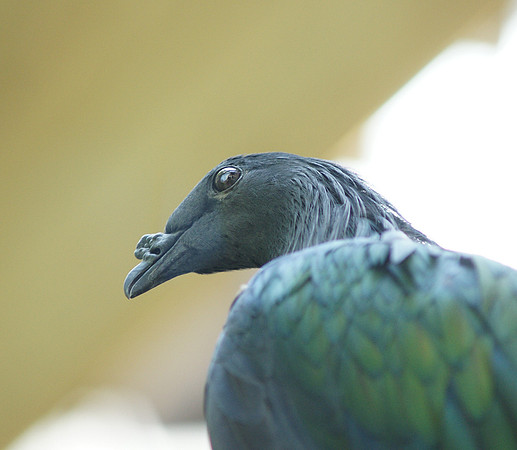 Nicobar Pigeon, Central Park Zoo