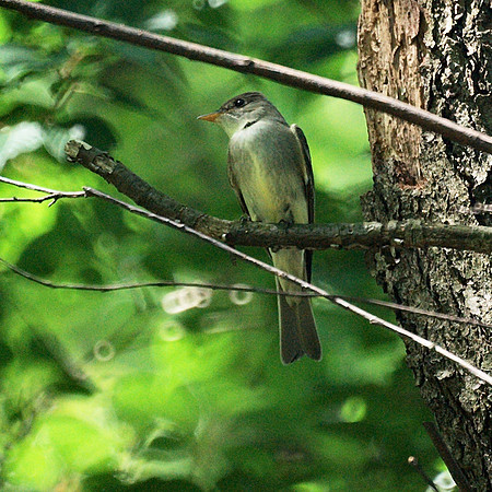 Eastern Pewee, Central Park