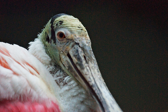 Roseate Spoonbill