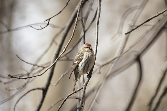 Common Redpoll
