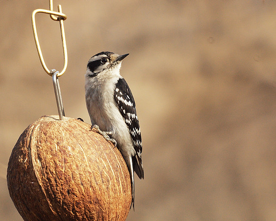 Downy Woodpecker, Central Park