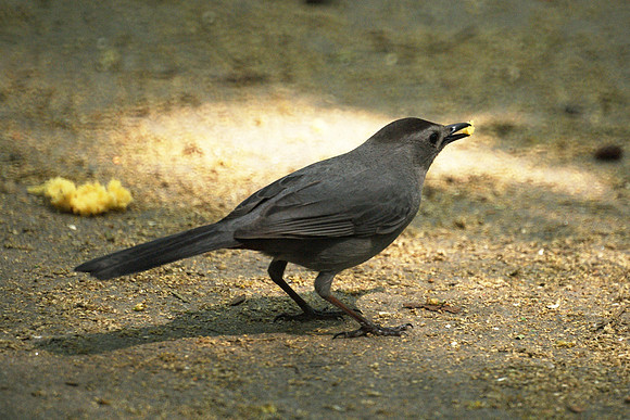 feeding a catbird