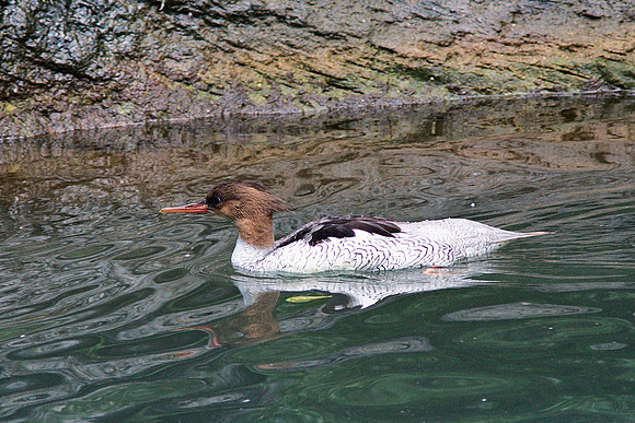 Merganser, Central Park Zoo