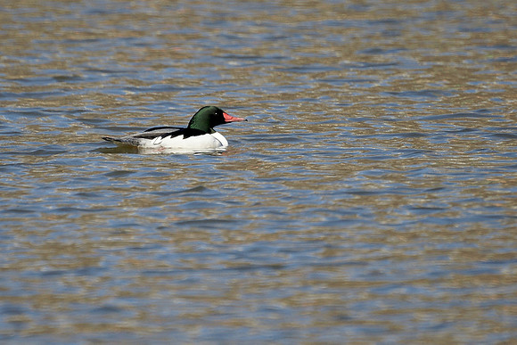 Common Mergnaser, Harlem Meer
